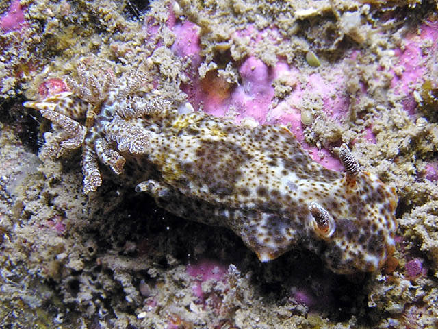 Glossodoris spB